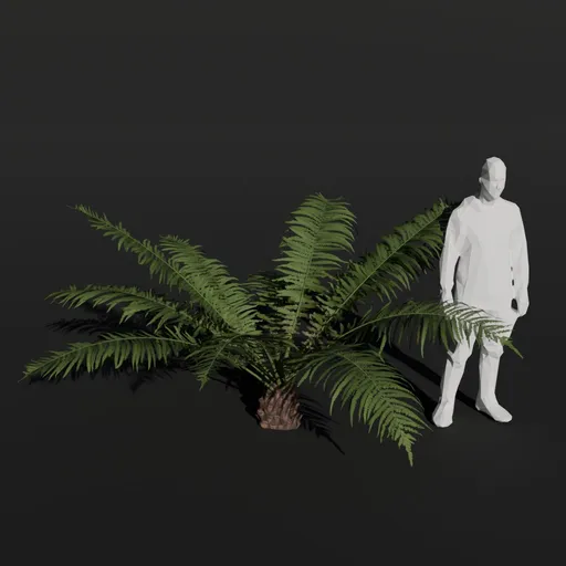 Tree Fern Sprout