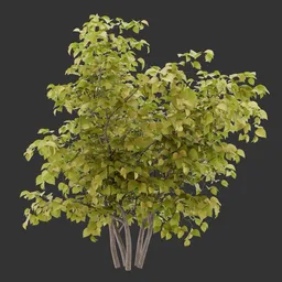 Bush Autumn Plant AQ