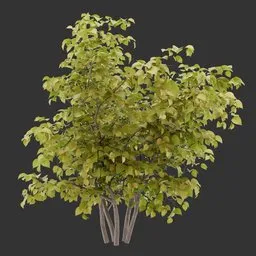 Bush Autumn Plant