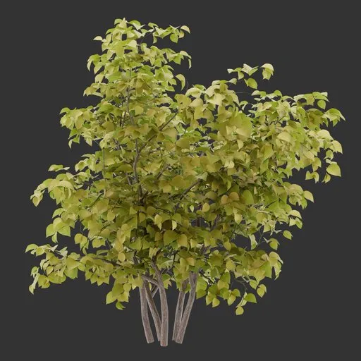 Bush Autumn Plant