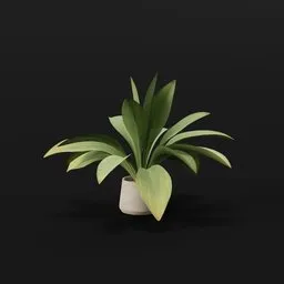 Haran Iron Plant Young Potted