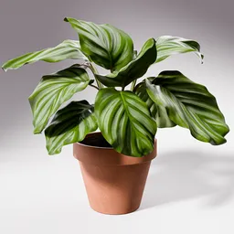 Calathea Orbifolia Potted Plant