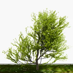 Decidious Tree