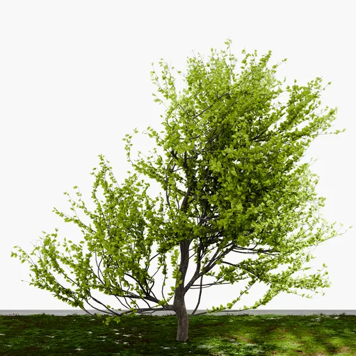 Decidious Tree