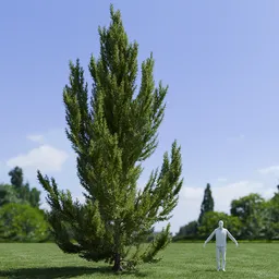 Pinus Flexilis Vanderwolf Pyramid