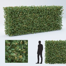 Cherry laurel hedge or bush