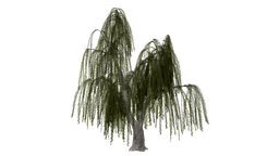 Detailed 3D willow tree model with PBR textures for Blender rendering and animation.