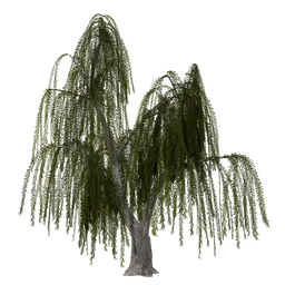 Willow Tree