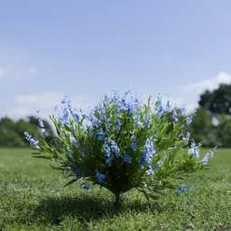 Shurb - Caryopteris Bluebeard ANIMATED