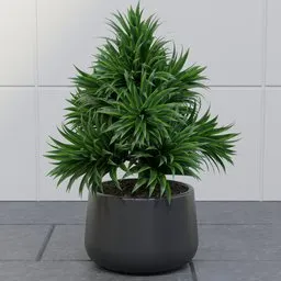 Lush Green Dracaena Planter