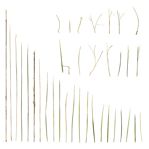 Zoysia japonica Leaf