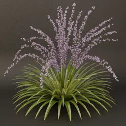 SJ-Shadowglow Fern Shrub