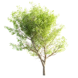 Realistic 3D tree model with detailed foliage, compatible with Blender for digital landscaping and visualization.