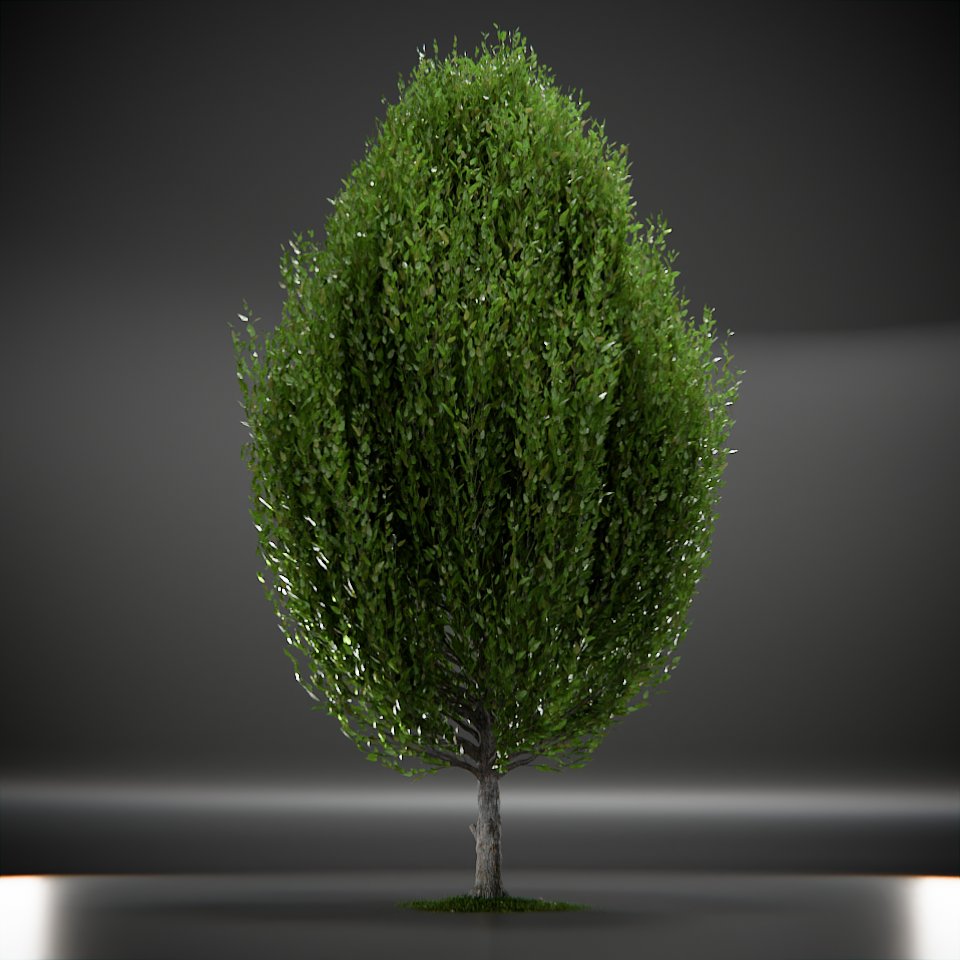 Tree Columnar European Animated | Trees models | BlenderKit