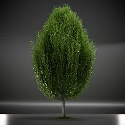 Tree Columnar European Animated
