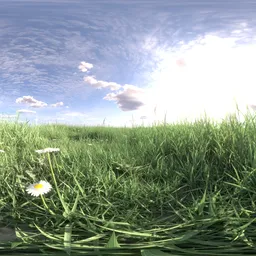 Morning grass green cloud 16k