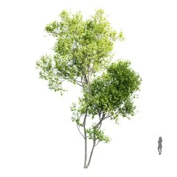 Highly detailed 13m Acer Saccharinum 3D model with 4K textures, ideal for Blender rendering and visualizations.