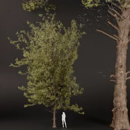 SJ-Premium Pine Tree