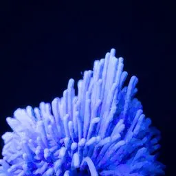 Bioluminescent Deep Sea Coral Tentacle