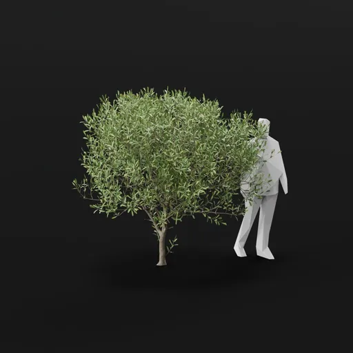 Olive Tree Young