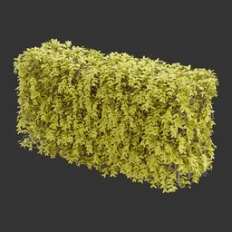 Hedge bush Autumn Plant
