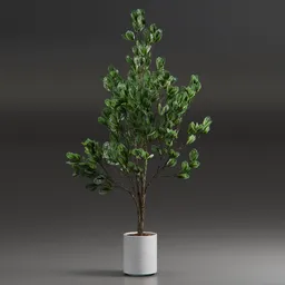 Indoor Plant Variation