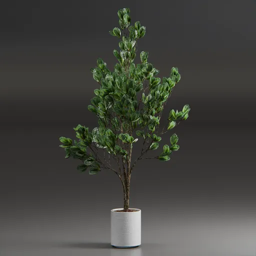 Indoor Plant Variation