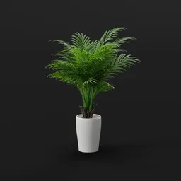 Palm Plant in White Pot