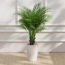 Palm Plant in White Pot