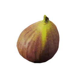 Ficus carica