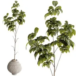 Ficus