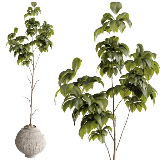 Ficus