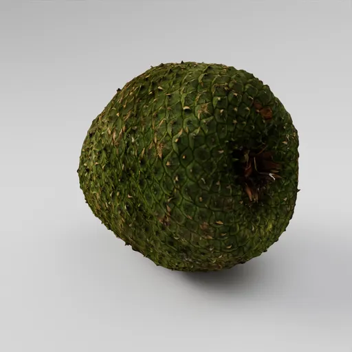 Araucaria Pine Cone