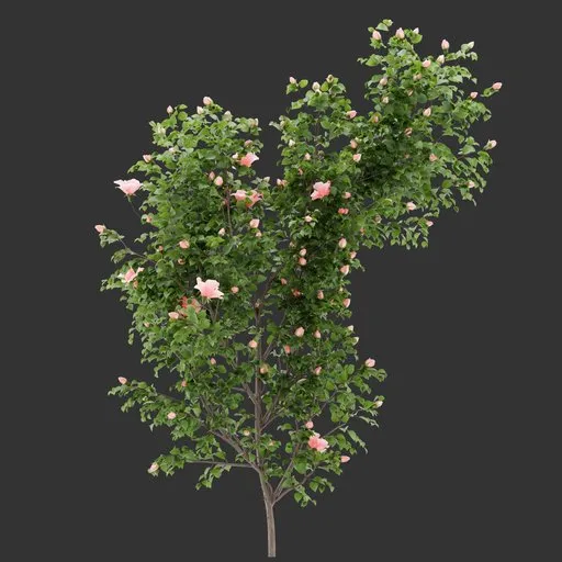 Flowering Wall Bush Plant