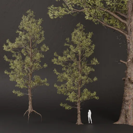 SJ-Whispering Pine Guardian