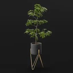 Tree Avacado Sml Potted