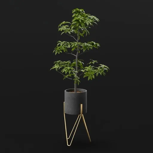 Tree Avacado Sml Potted