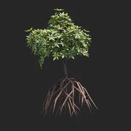 Mangrove Plant + Geometry Nodes + Animation