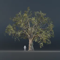 Oak Tree - Fully Grown (Spring)