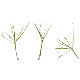 Zoysia japonica Atlas