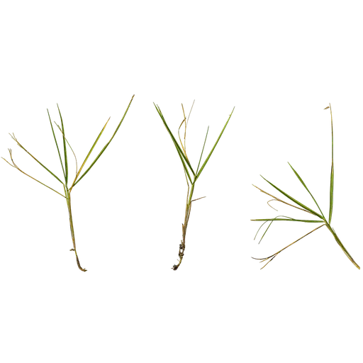Zoysia japonica Atlas
