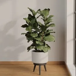 Indoor Fiddle Leaf Fig