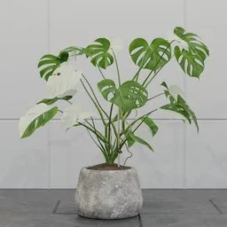 Variegated Monstera Deliciosa