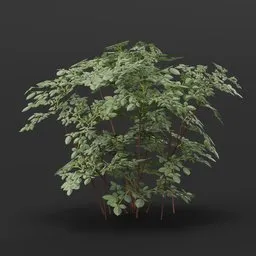 Flower Rose Medium NoRoses