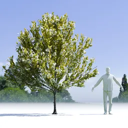 Tree Orange Choisaya