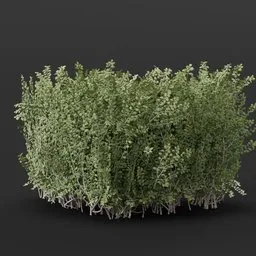 Boxwood Hedge Edge Round Variation