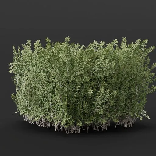 Detailed 3D model of a lush, semi-circular Boxwood Hedge for Blender visualizations.