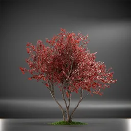 Tree Ruby Slippers Animated