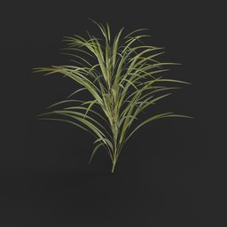Random Plant