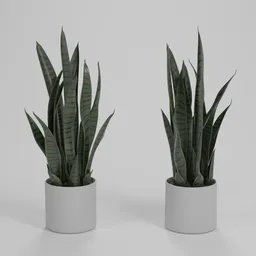 Snake Plant in Pot
